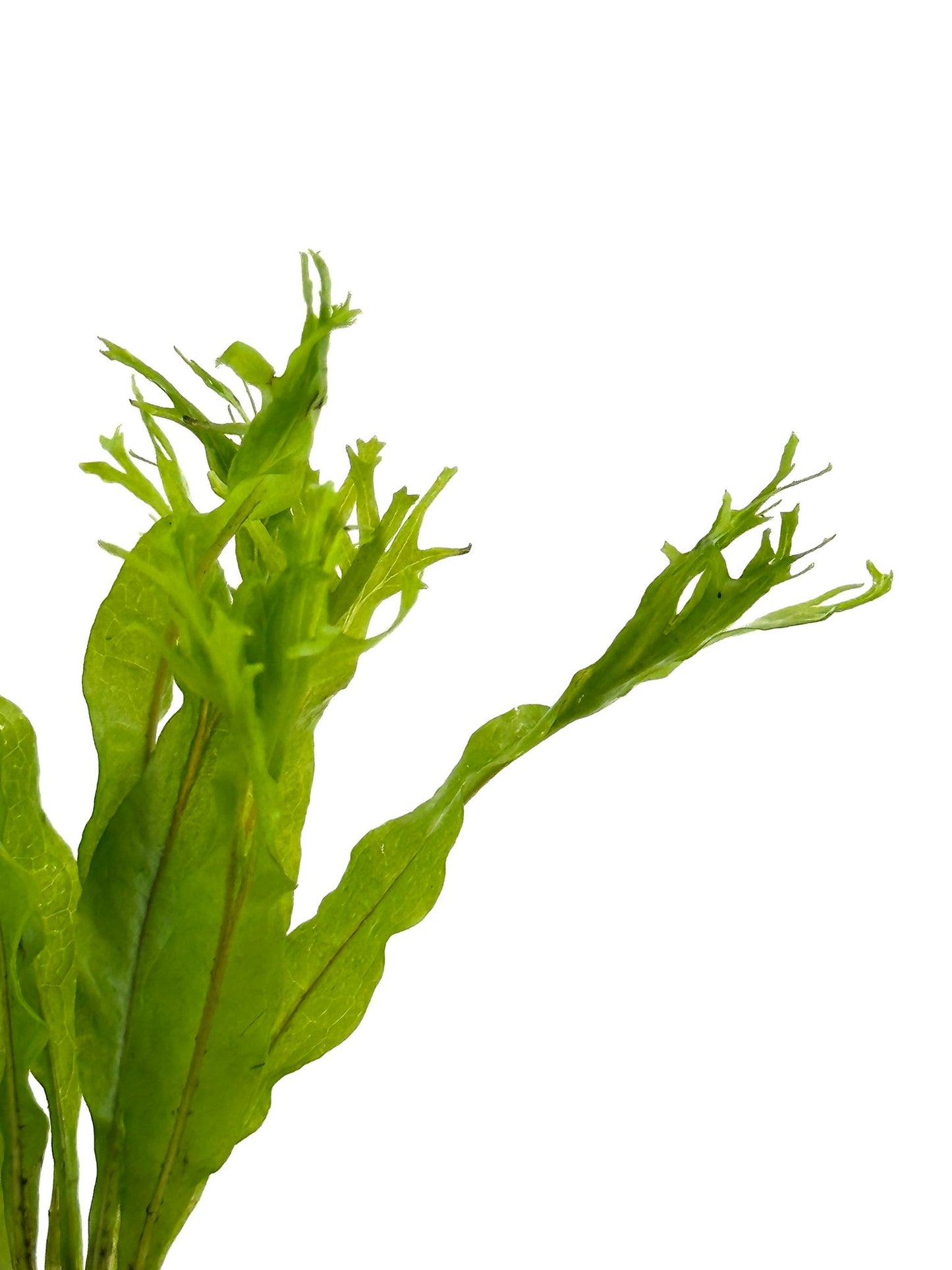 Microsorum Pteropus Windelov