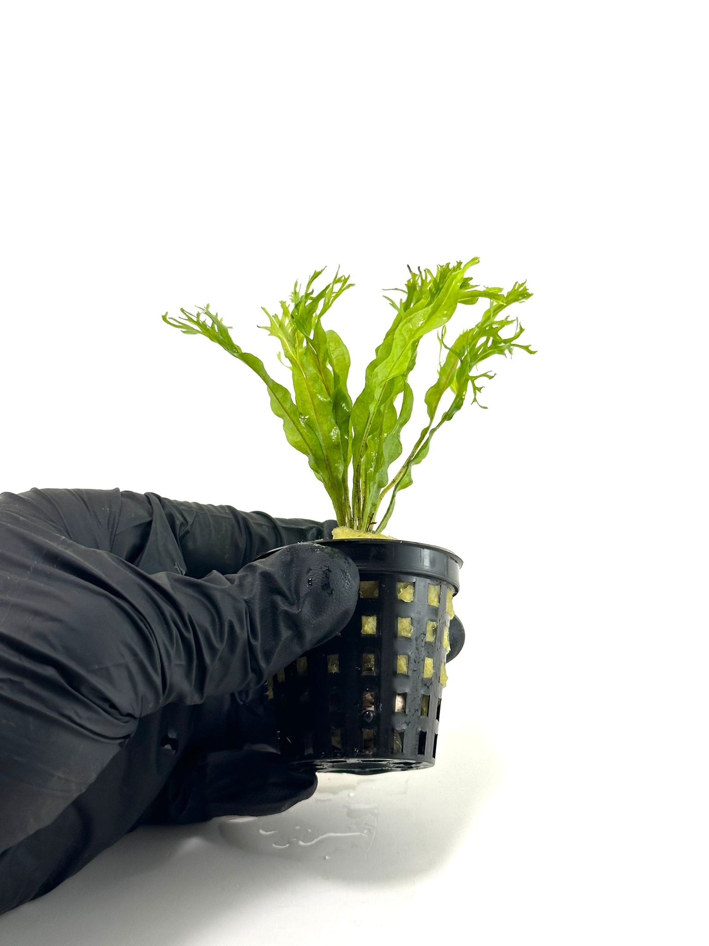 Microsorum Pteropus Windelov