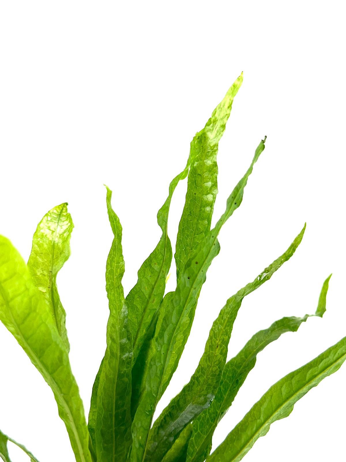 Microsorum Pteropus (Dev java fern)