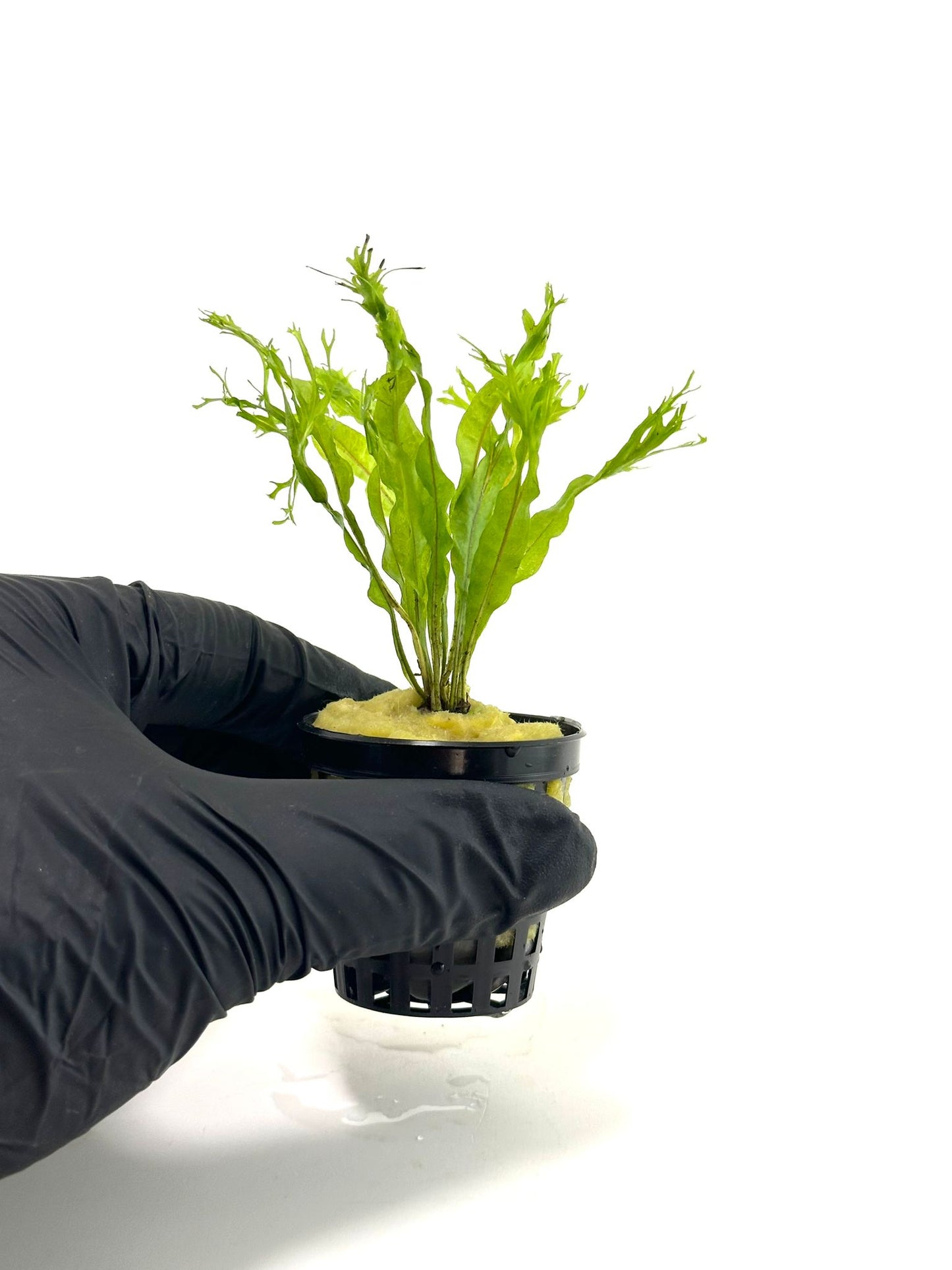 Microsorum Pteropus Windelov