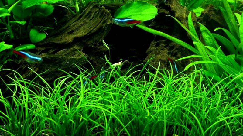 Lilaeopsis Mauritiana