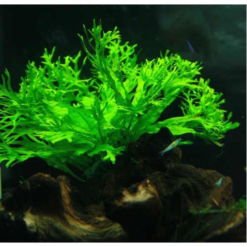 Microsorum Pteropus Windelov