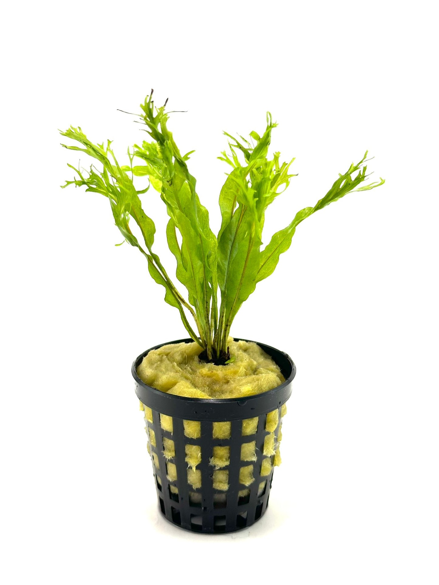 Microsorum Pteropus Windelov