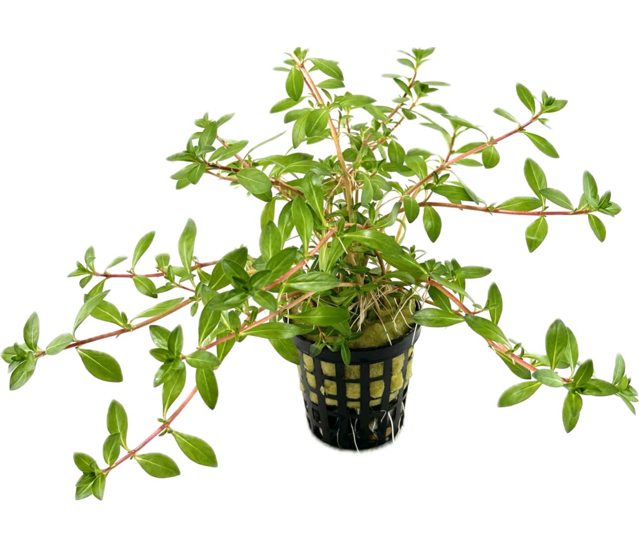 Ludwigia Brevipes