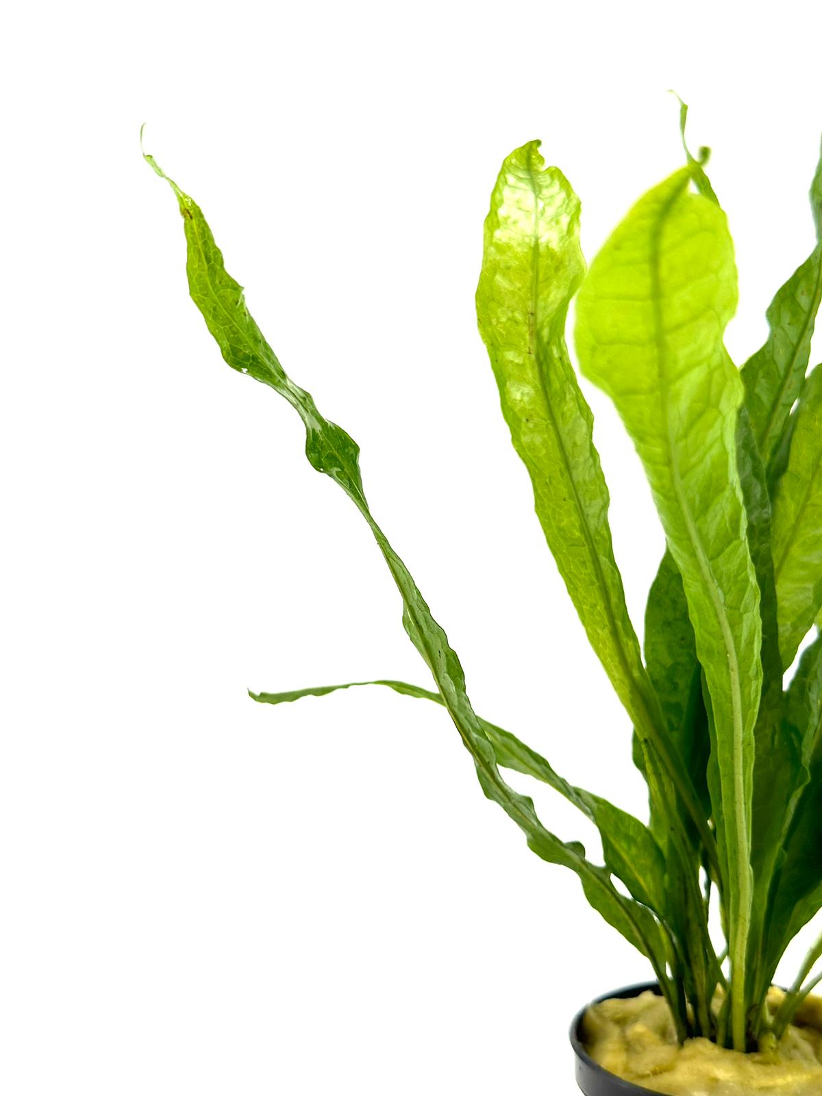 Microsorum Pteropus (Dev java fern)
