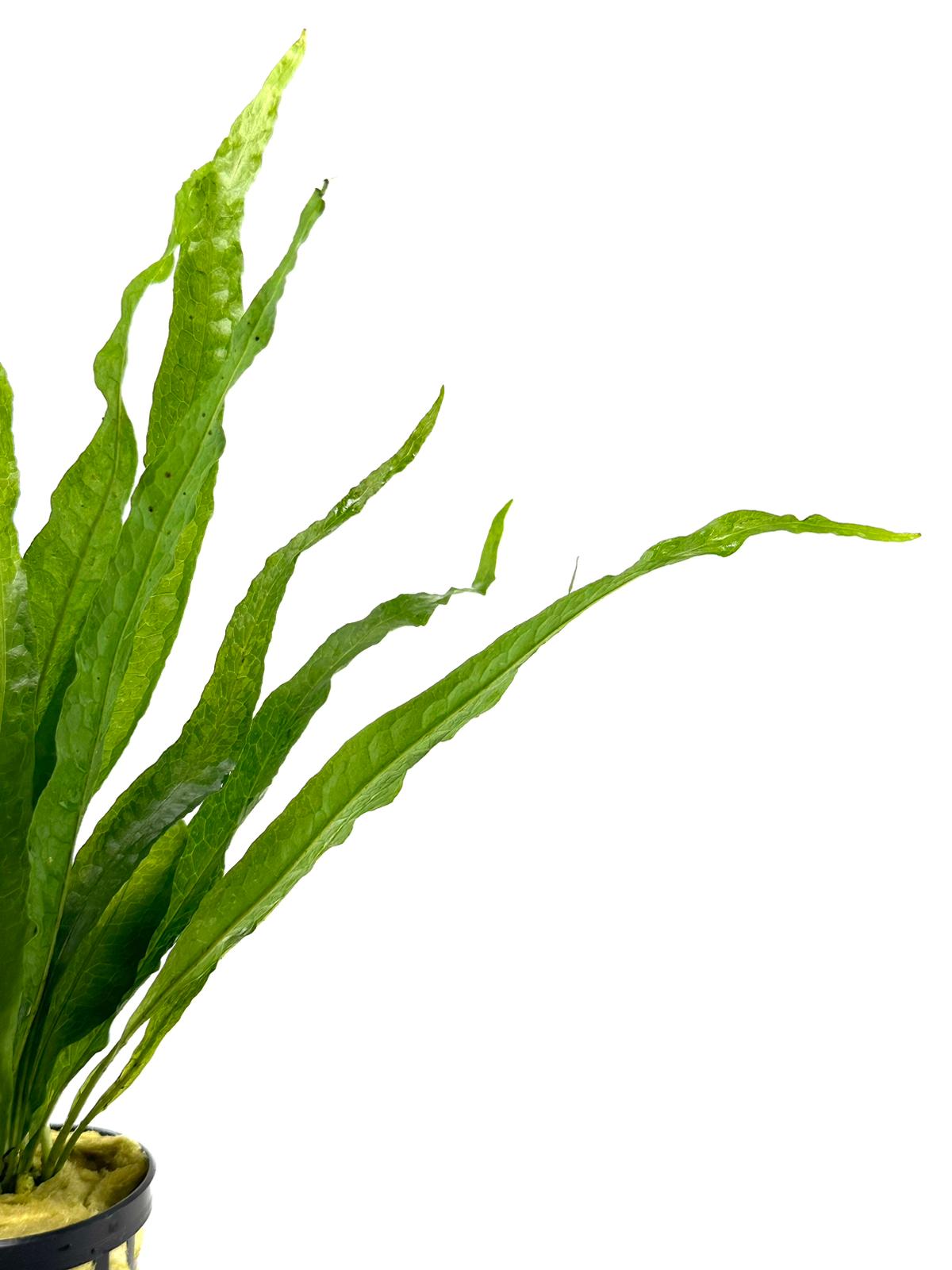 Microsorum Pteropus (Dev java fern)