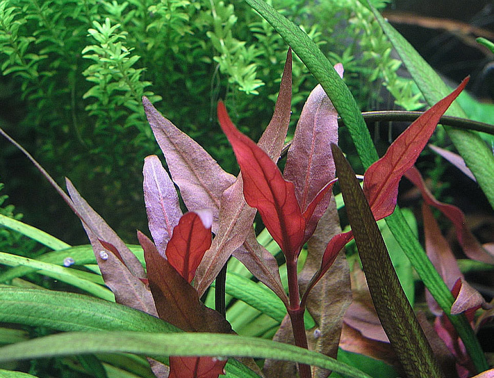 Alternanthera Lilacina