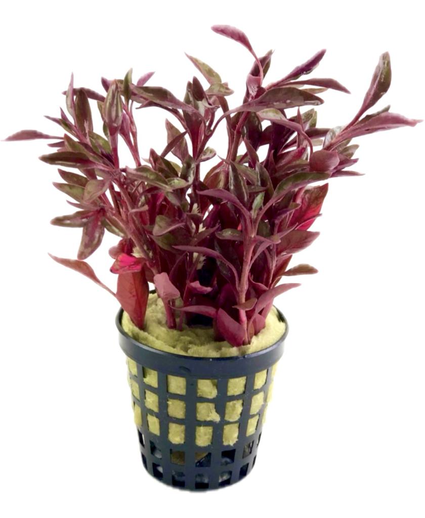 Alternanthera BTZ Red