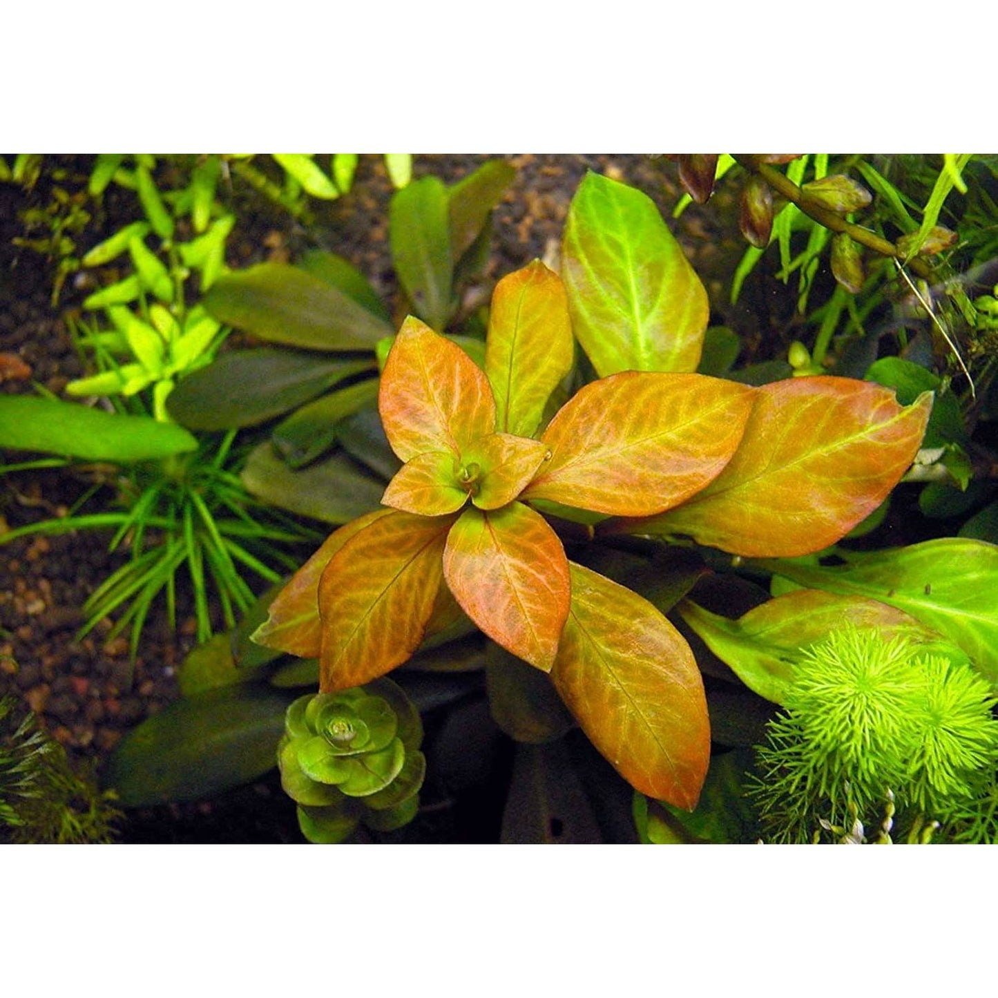 Ludwigia Ovalis (Oval Gül)