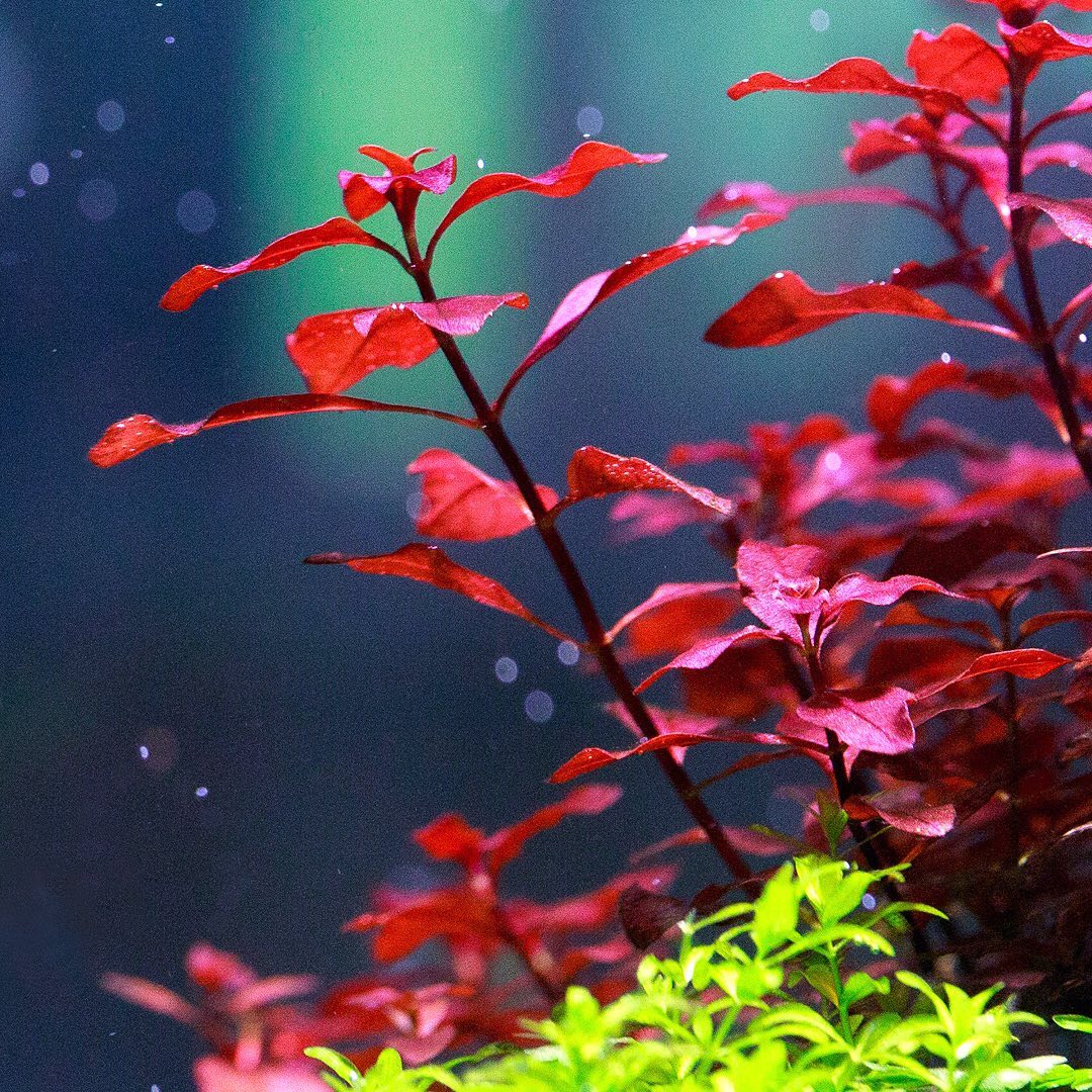 Ludwigia Super Red