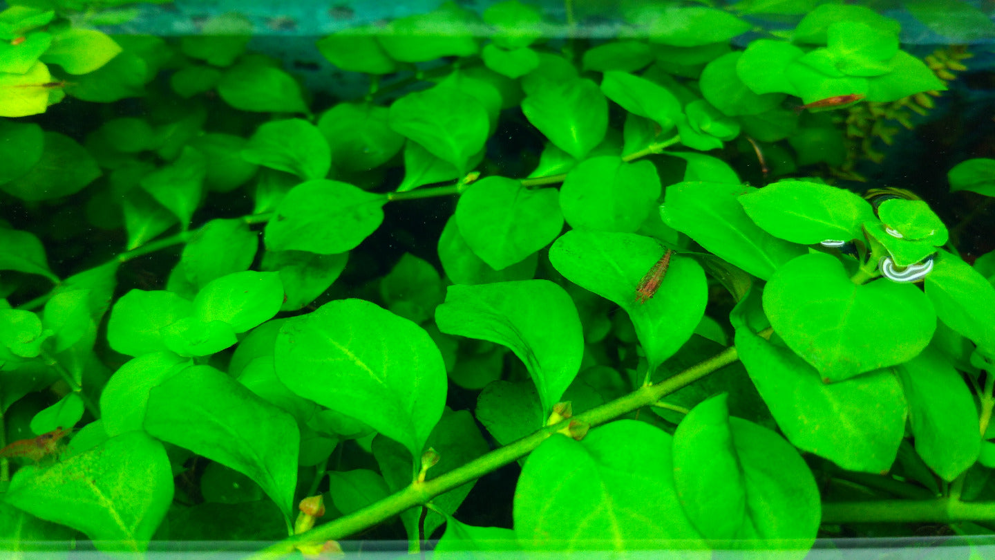 Ludwigia Green