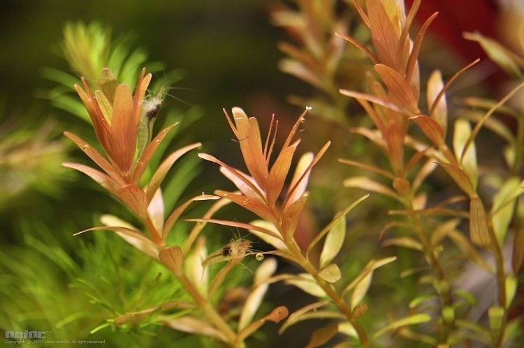 Rotala İndica Red