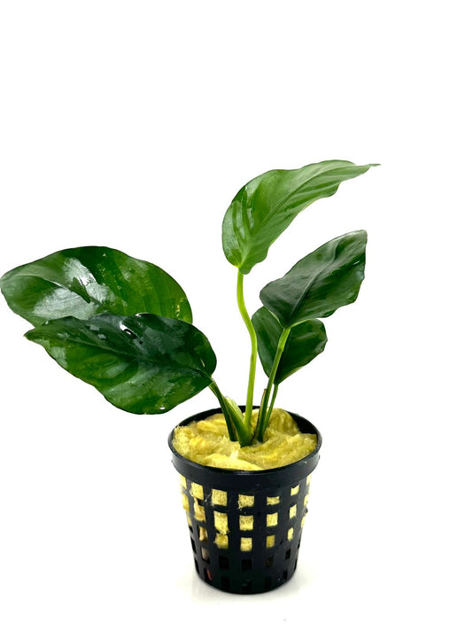 Anubias Barteri Var Nana