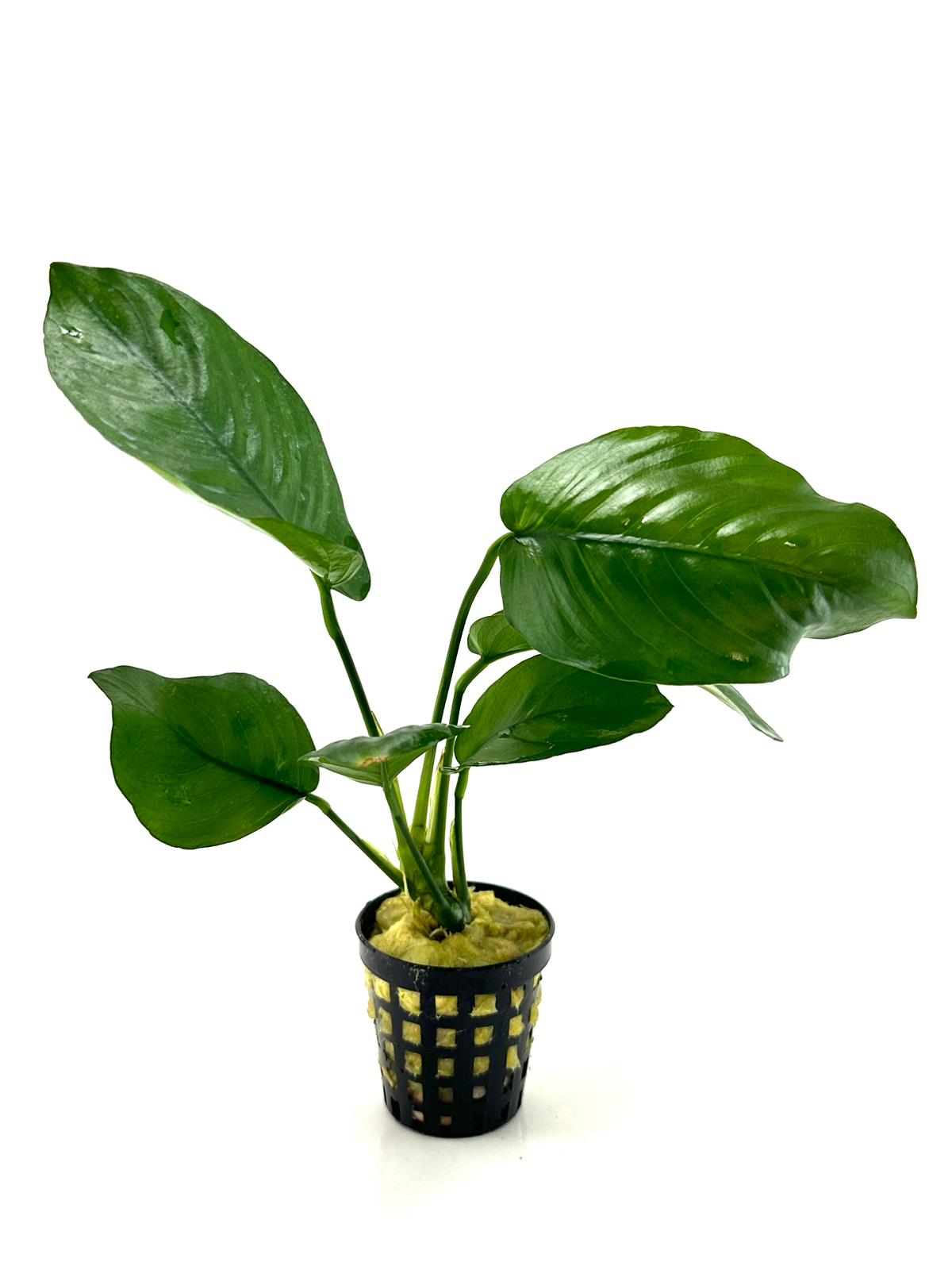 Anubias Barteri Broad Leaf