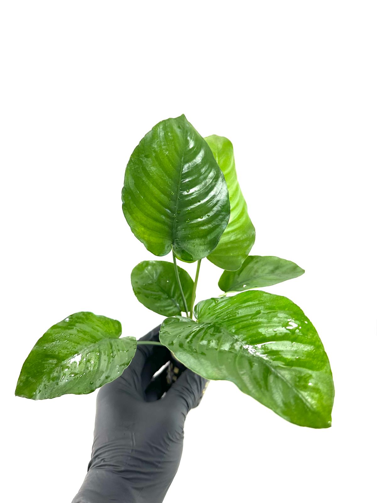 Anubias barteri broad leaf (XL 25CM)