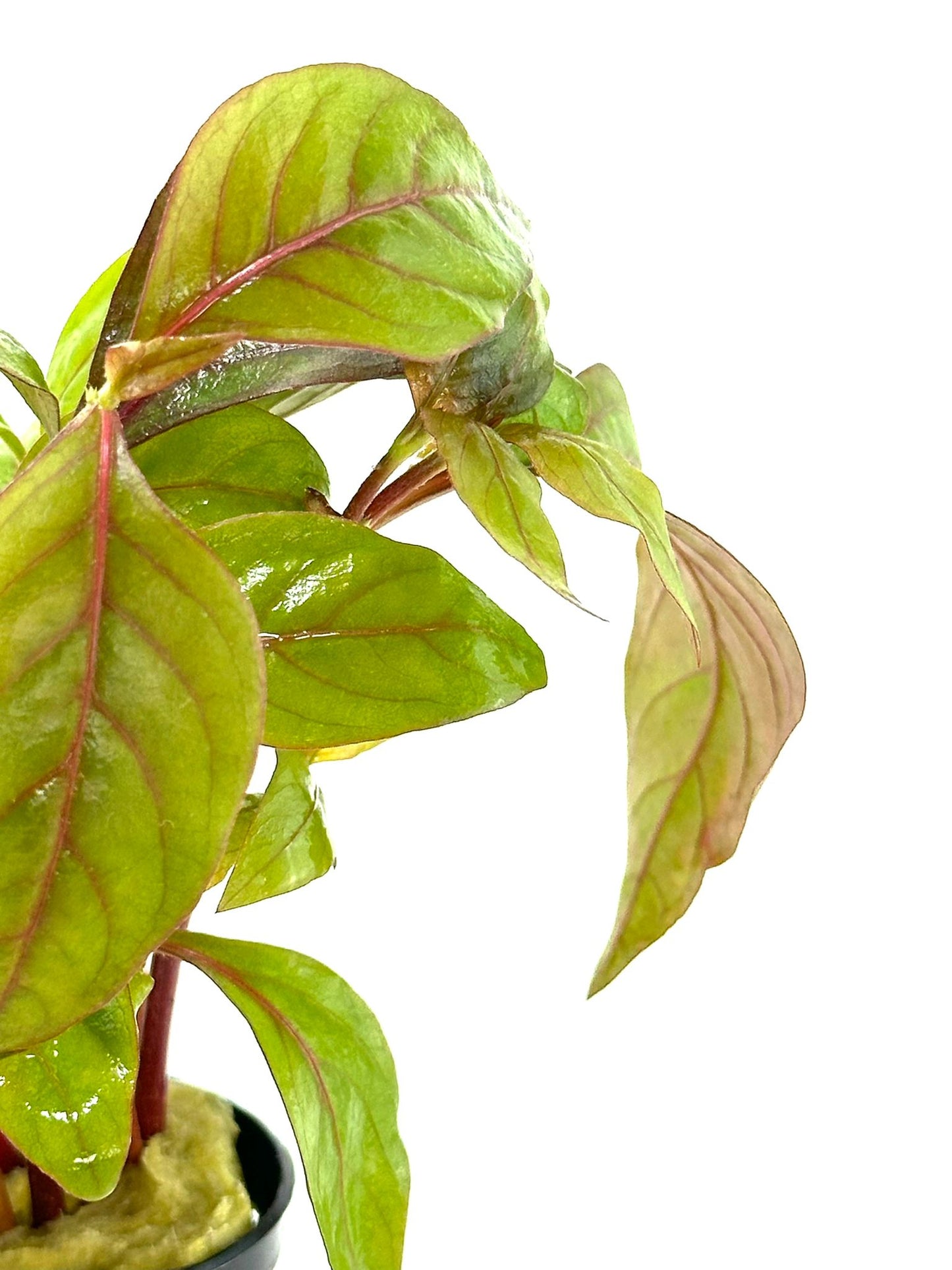 Alternanthera Red Broad Leaf