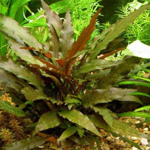 Cryptocoryne Wendtii  Brown