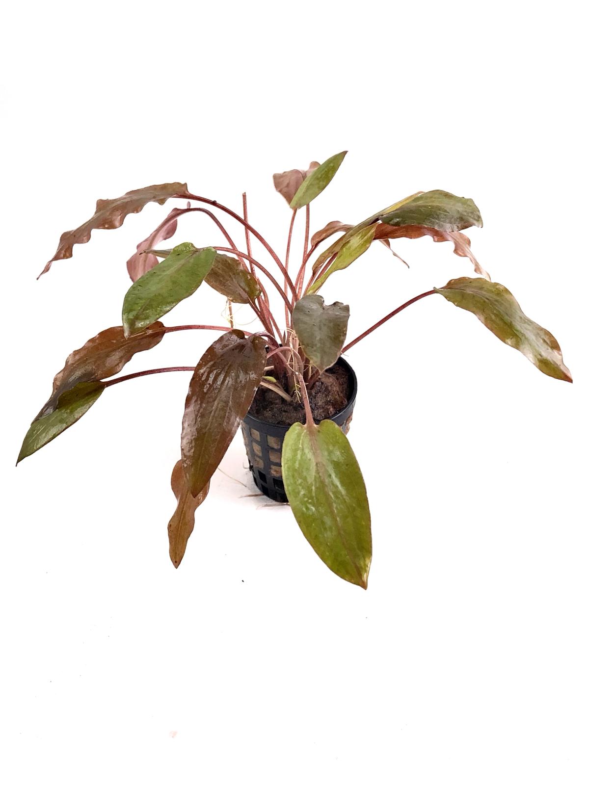 Cryptocoryne Wendtii  Brown