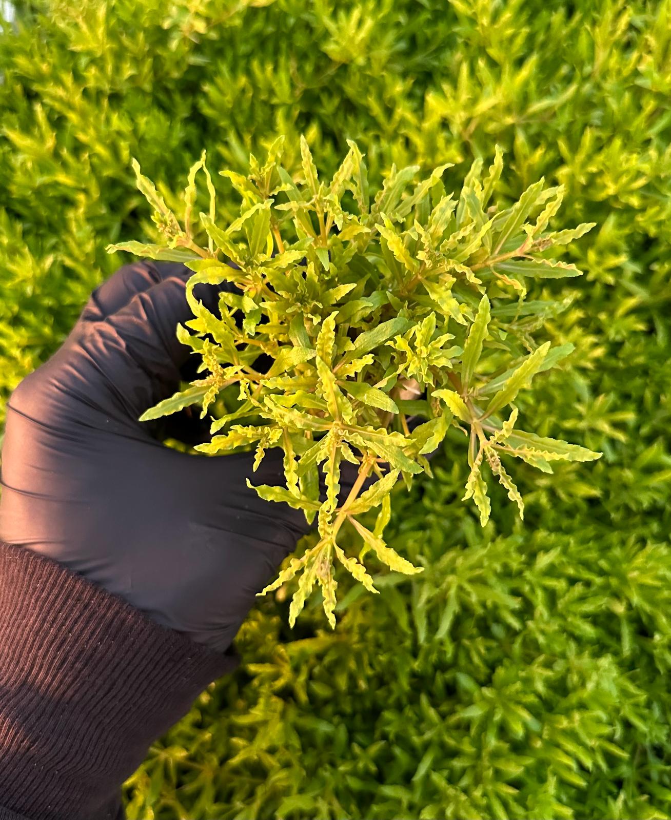 Pogostemon Helferi