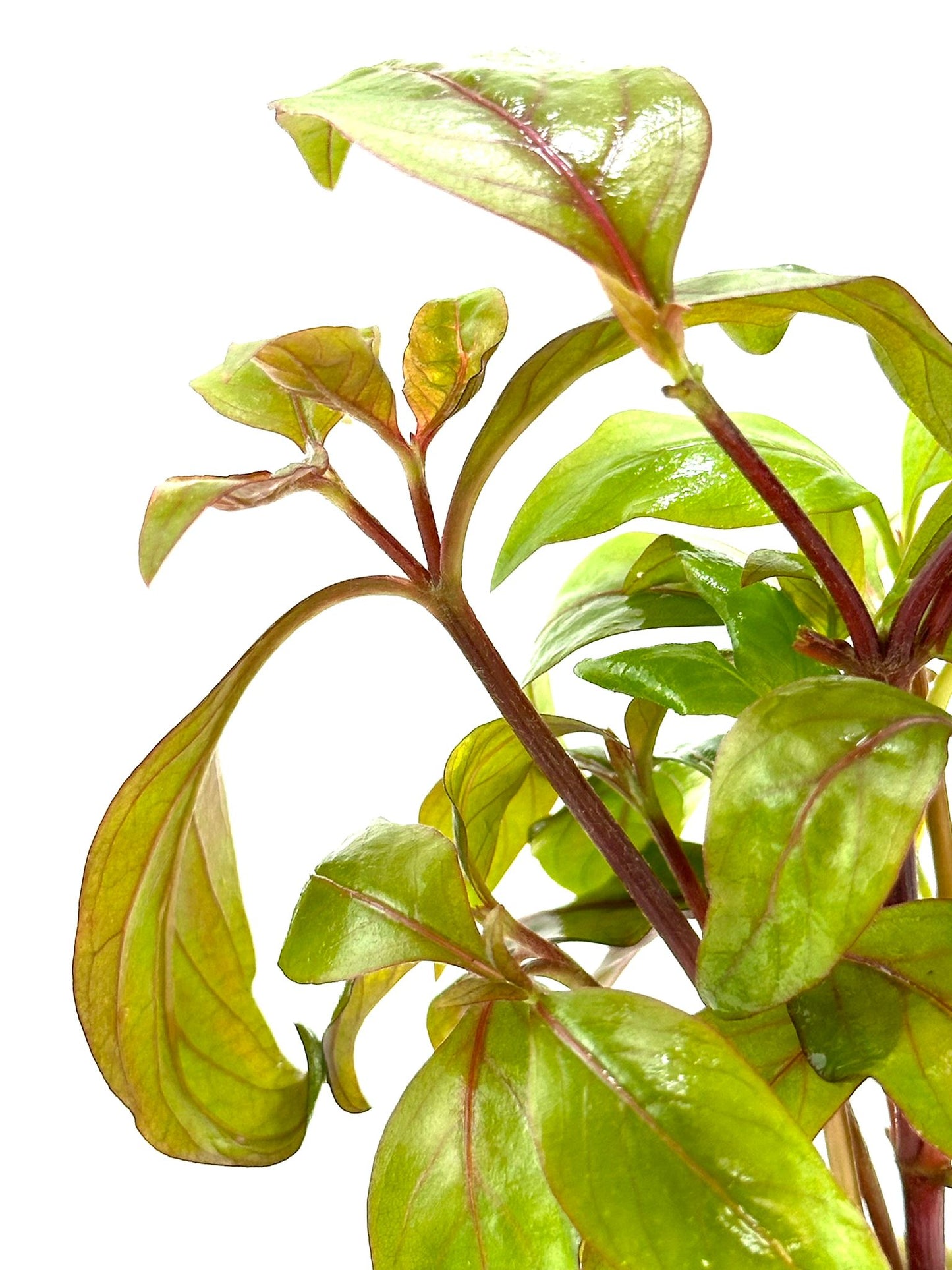 Alternanthera Red Broad Leaf