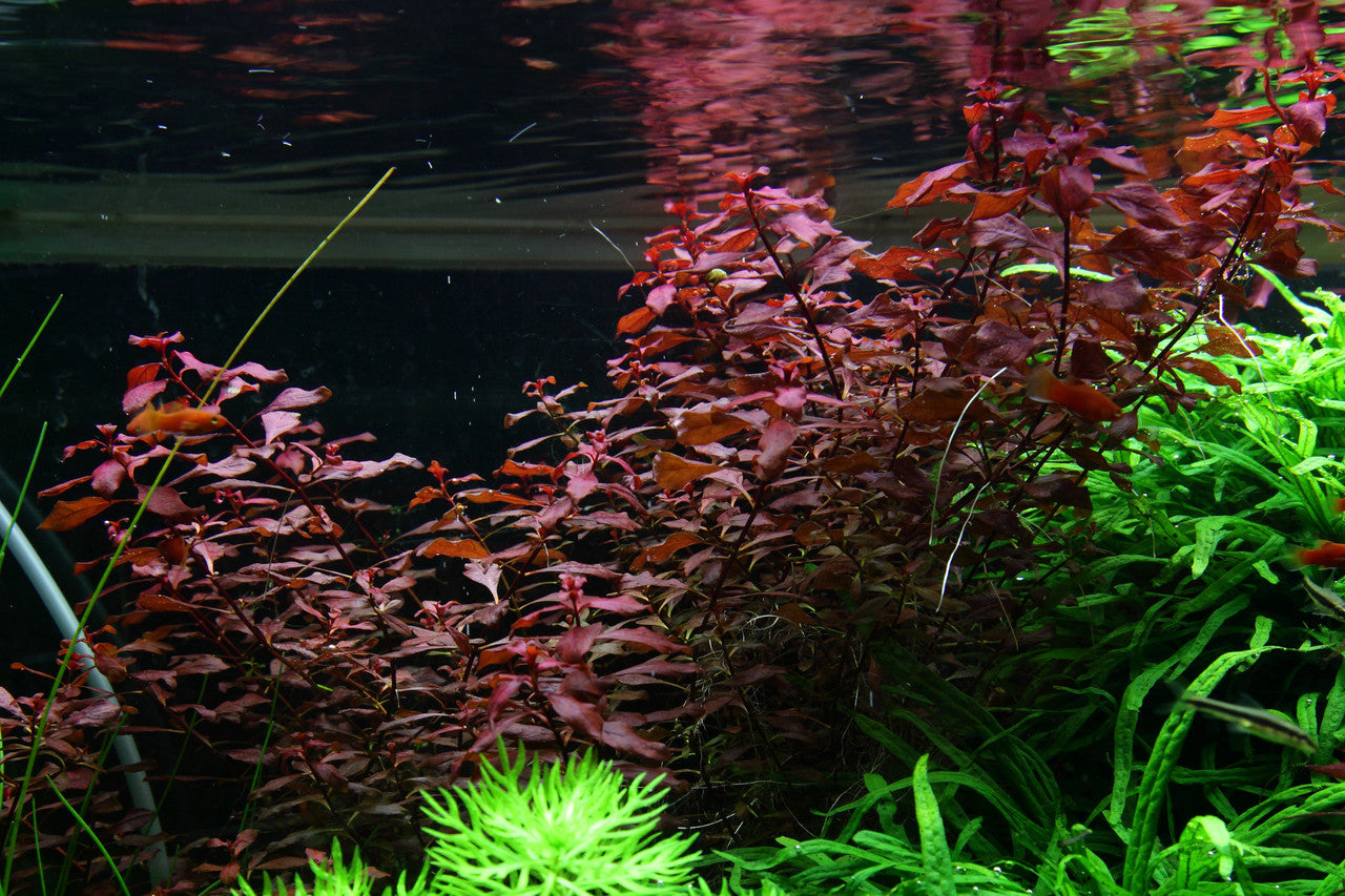 Ludwigia Super Red