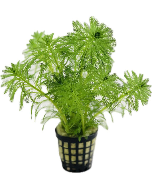 Myriophyllum Aquaticum