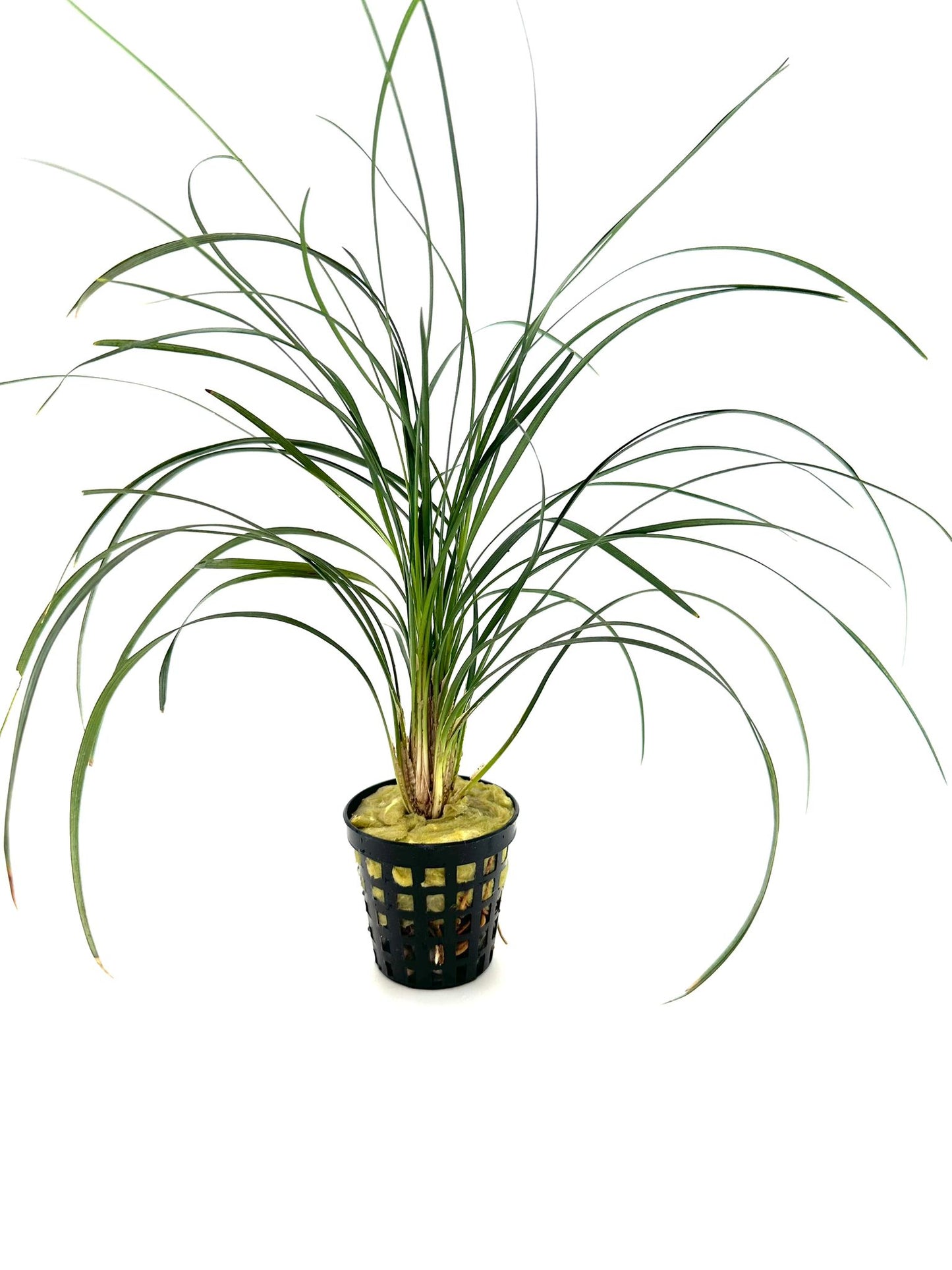 Ophiopogon Japonicus