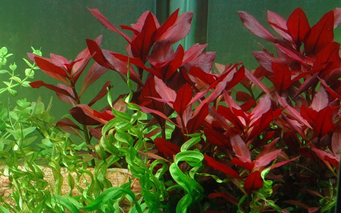 Ludwigia Repens