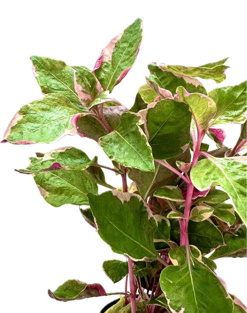 Alternanthera BTZ pink