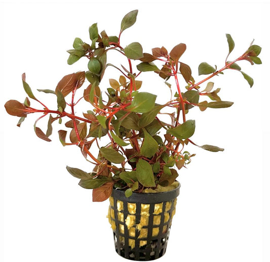 Ludwigia Super Red