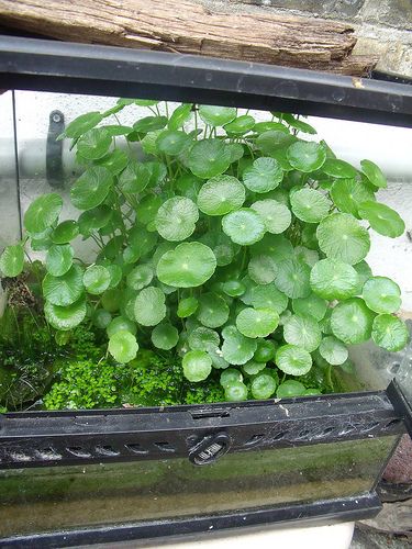 Hydrocotyle verticillata