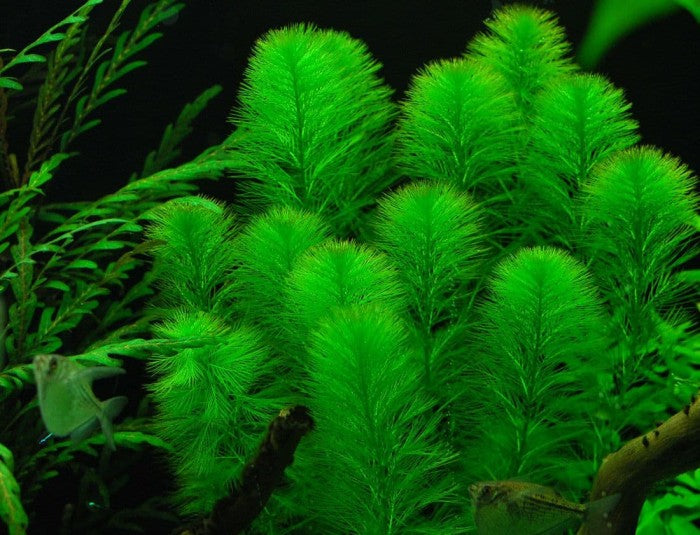 Myriophyllum Aquaticum