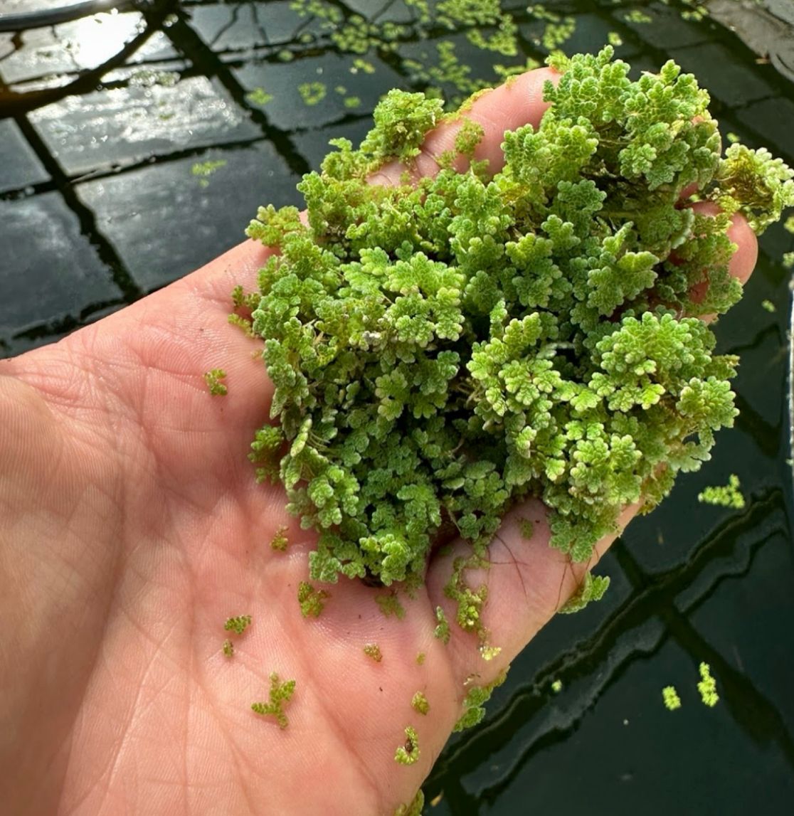 Azolla Caroliniana (Su üstü)