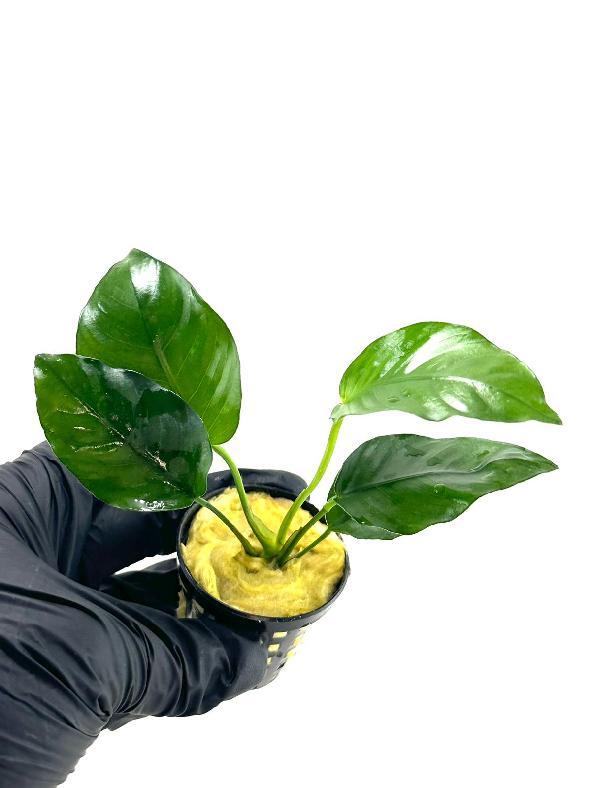 Anubias Barteri Var Nana