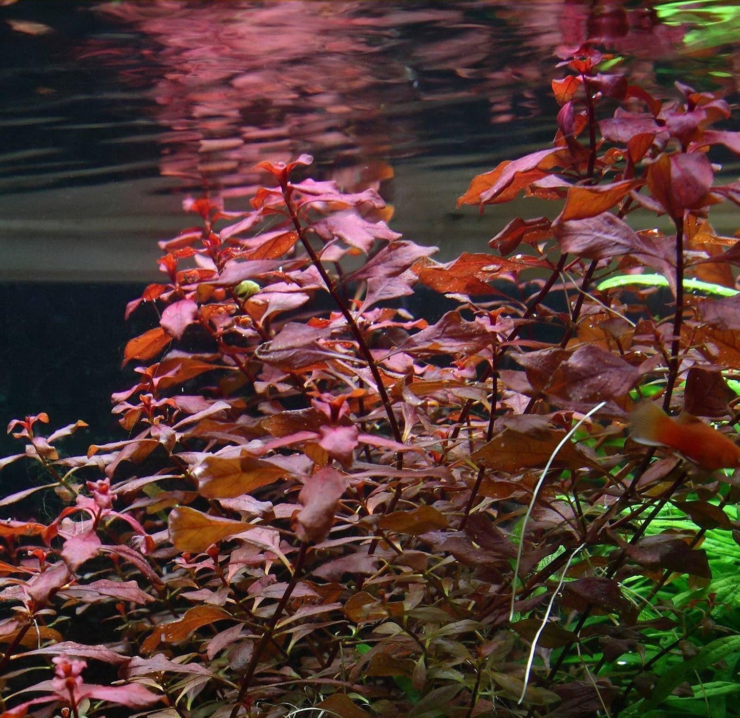 Ludwigia Super Red