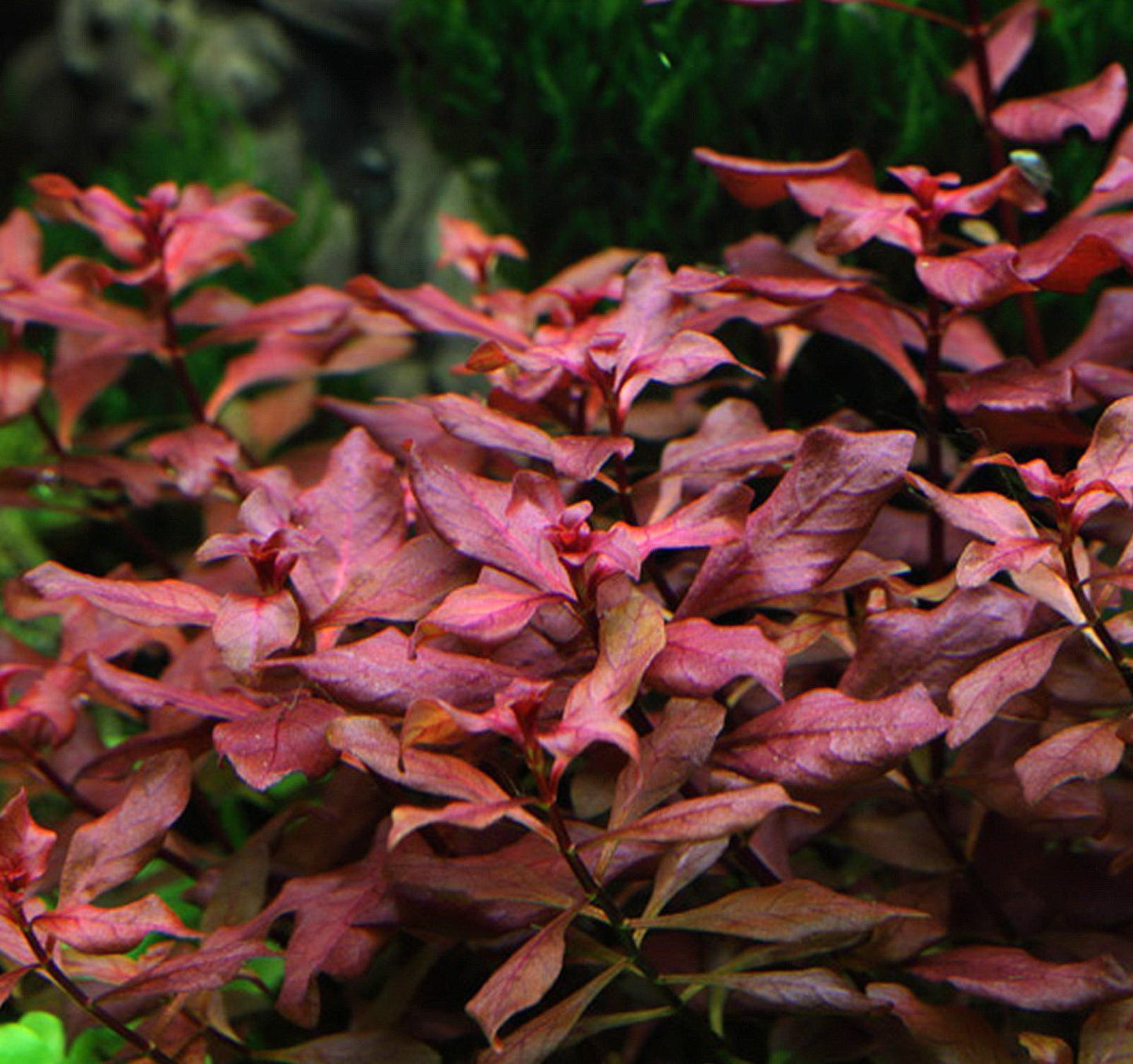 Ludwigia Glandulosa