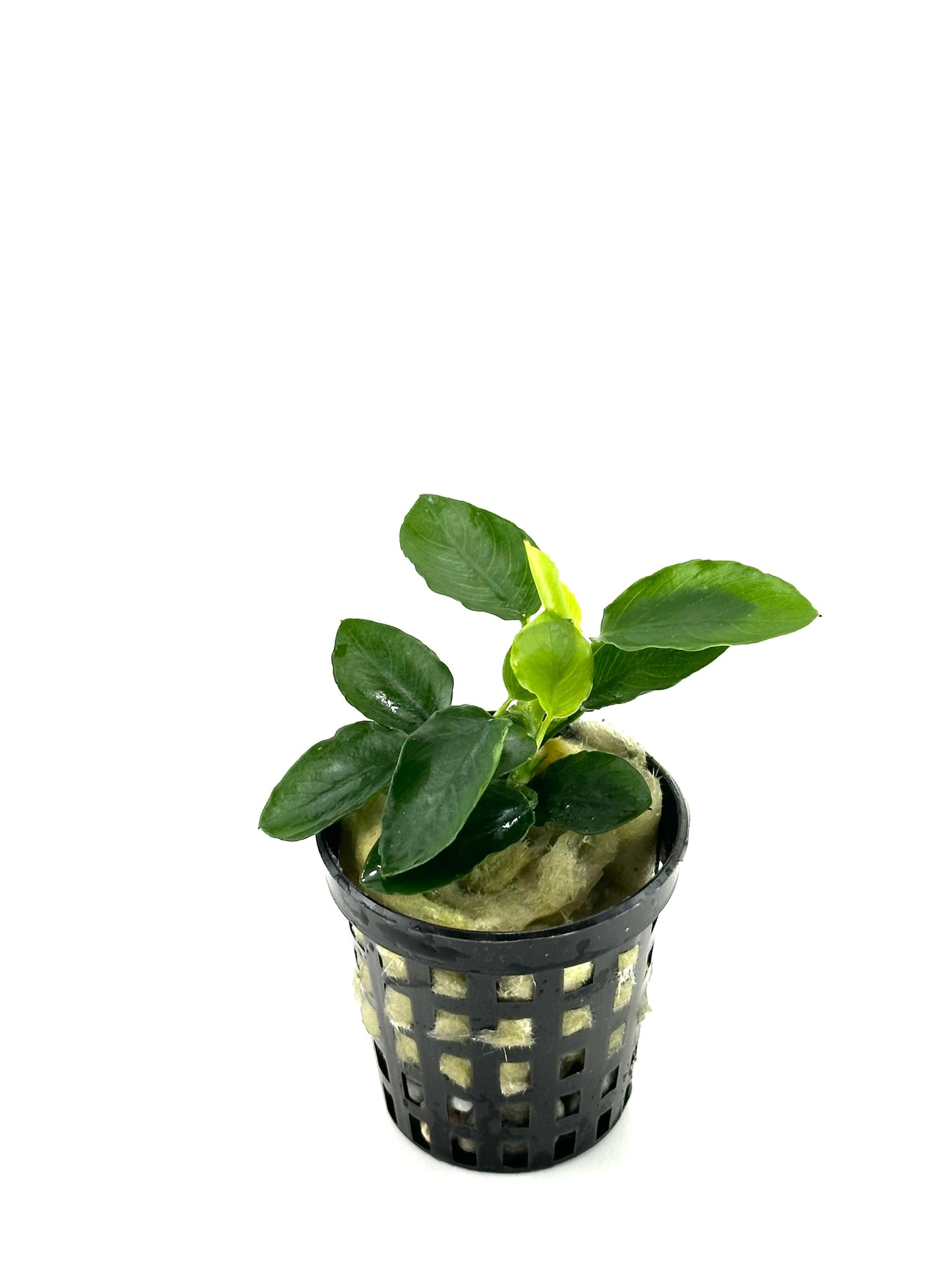 Anubias barteri var nana (long wavy)