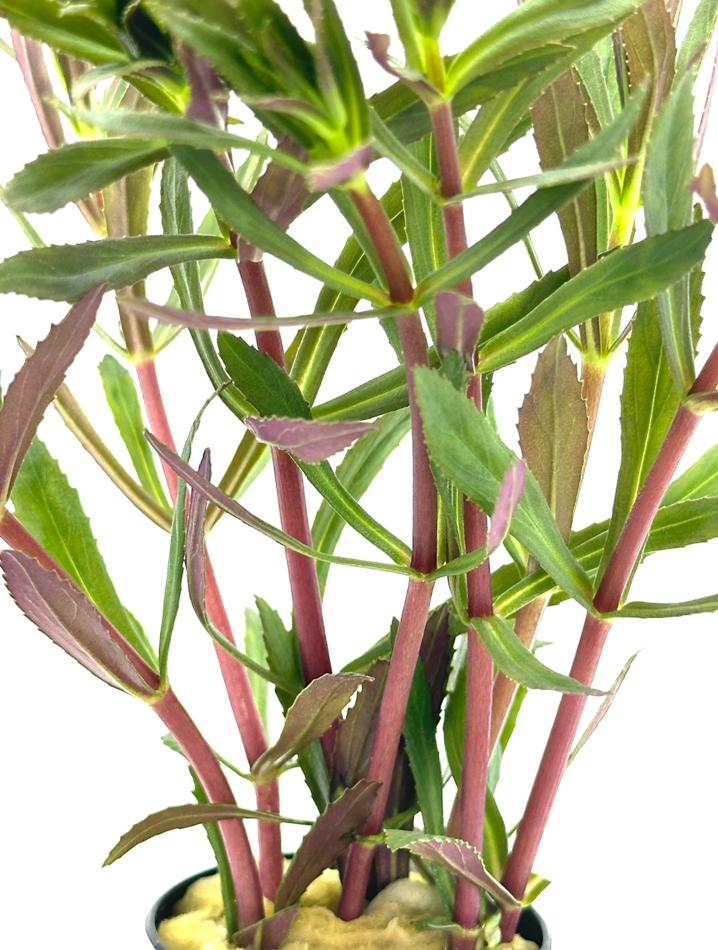 Limnophila Aromatica