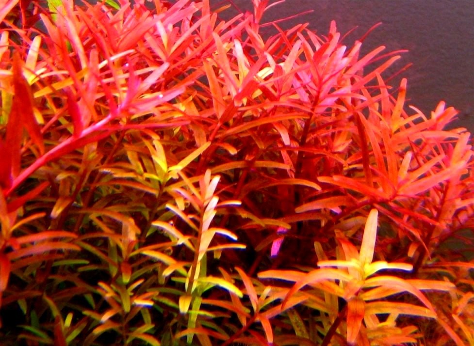 Rotala İndica Red