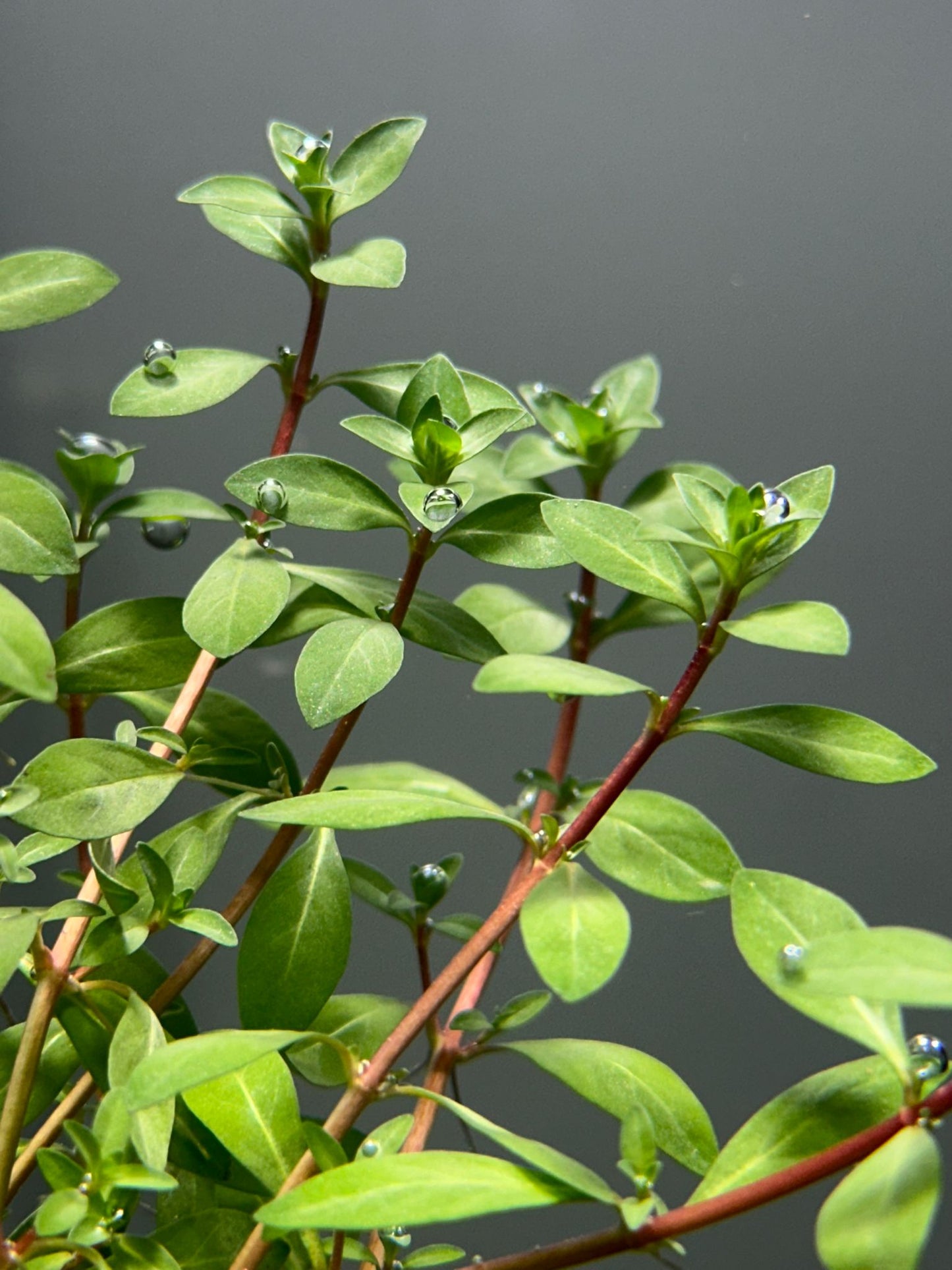 Ludwigia Brevipes