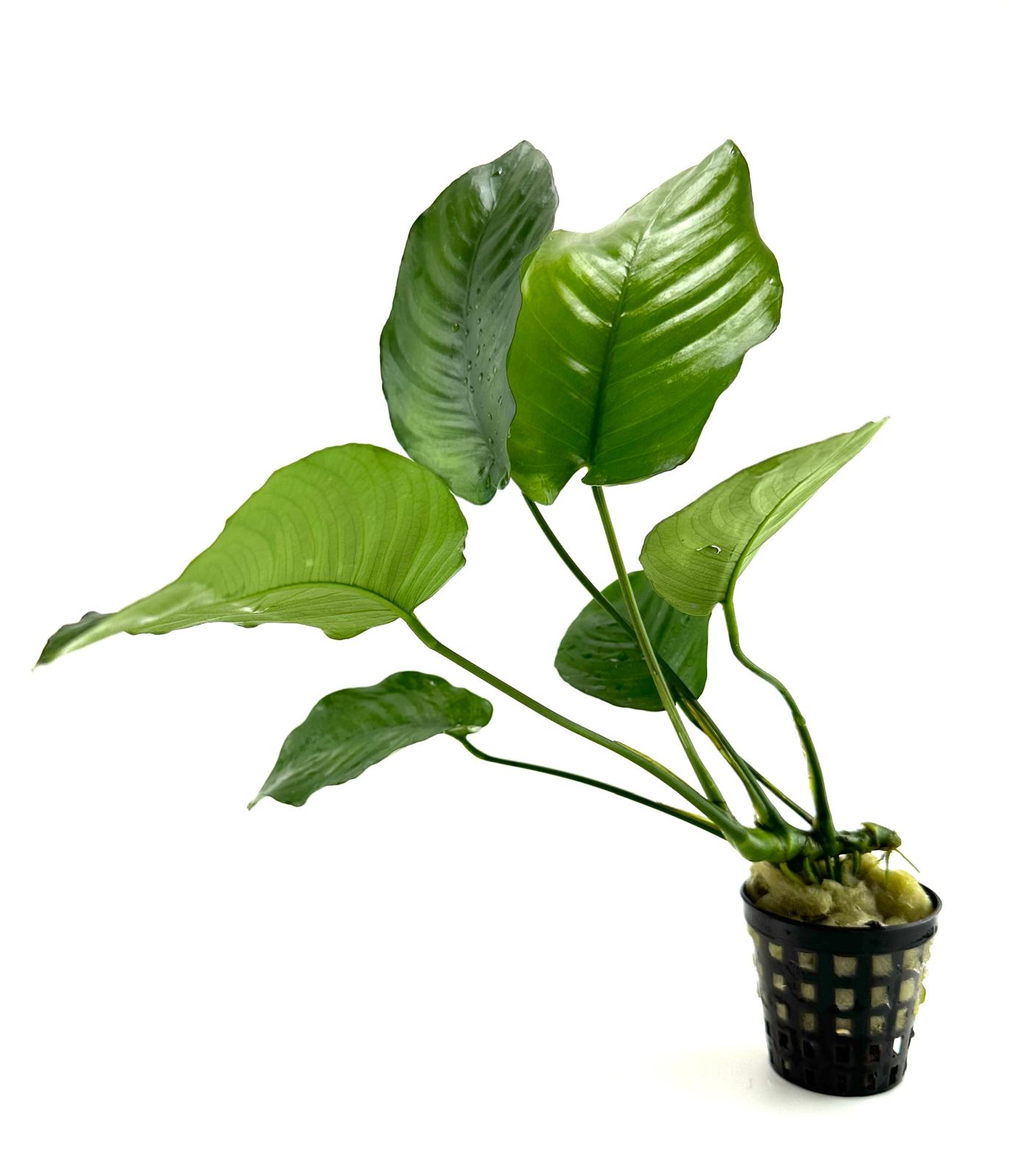 Anubias barteri broad leaf (XL 25CM)