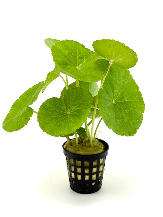 Hydrocotyle Leucocephala