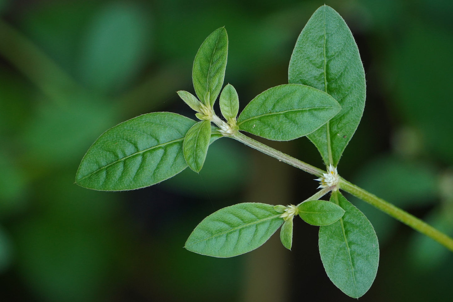 Alternanthera Sessilis Green