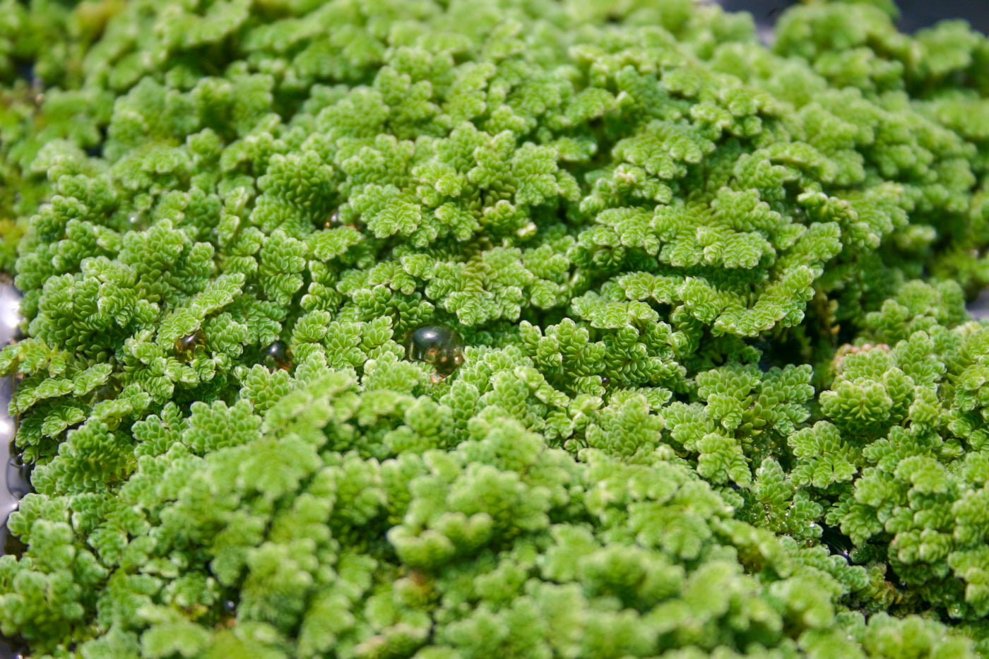 Azolla Caroliniana (Su üstü)