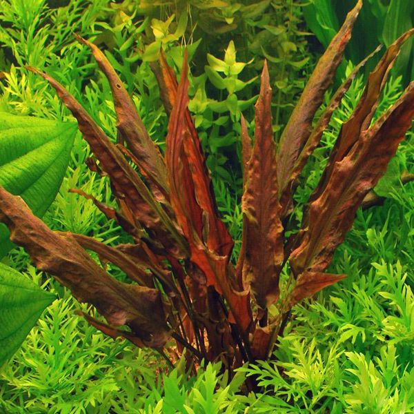 Cryptocoryne Wendtii  Brown