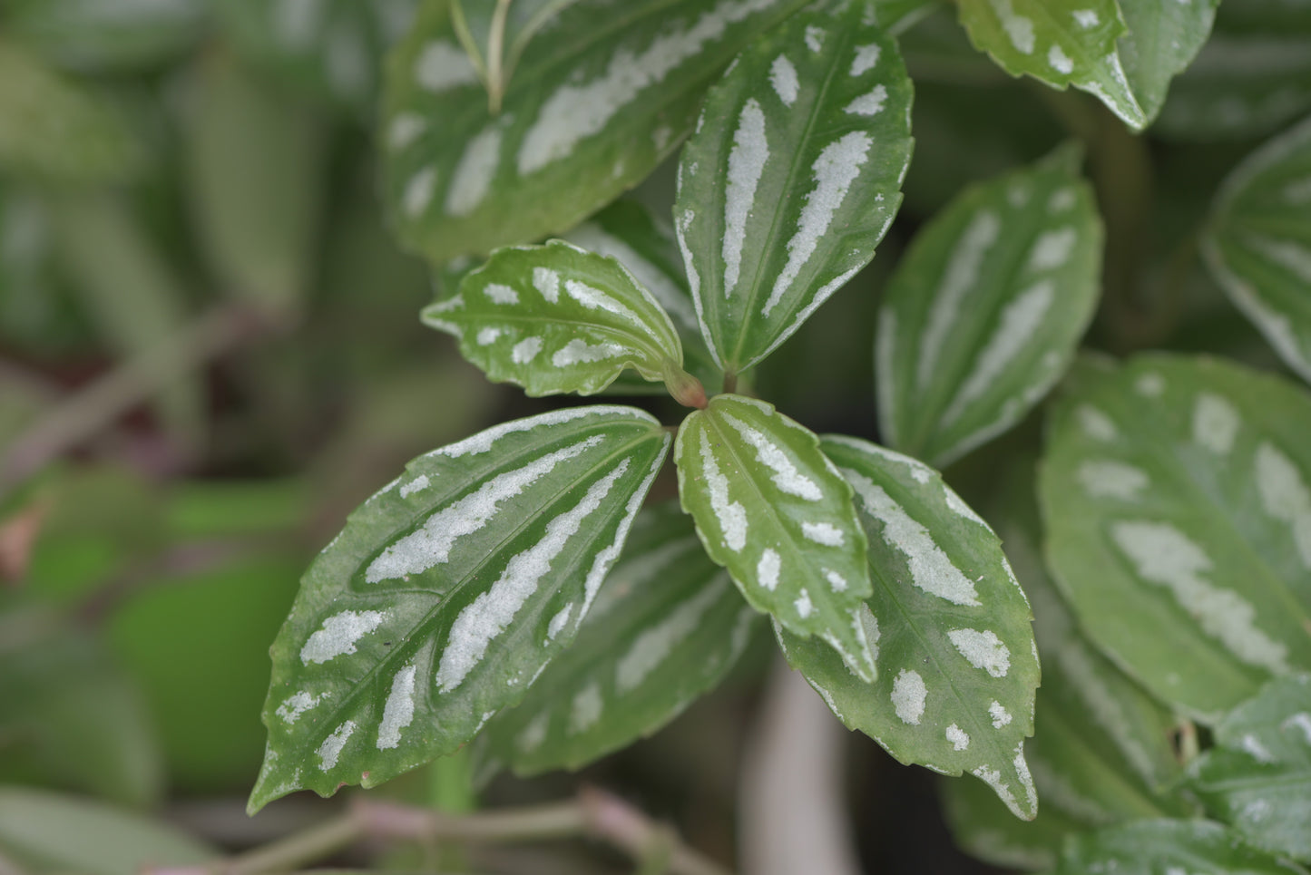 Pilea Cadierei Nana