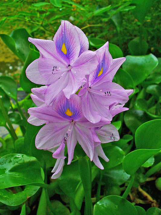 Eichornia Crassipes (Su Sümbülü)