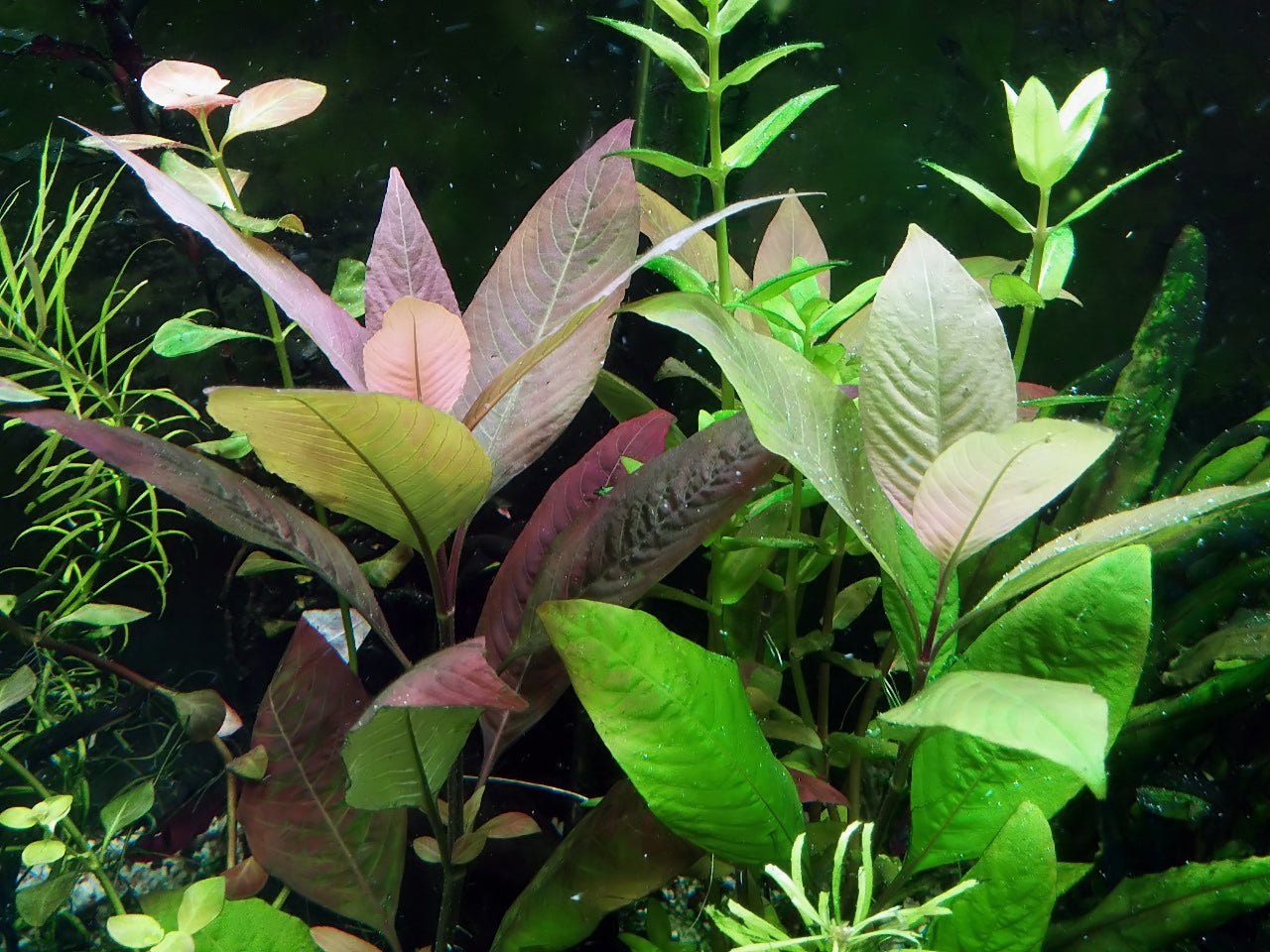 Hygrophila Corymbosa (Kızıl Limon)