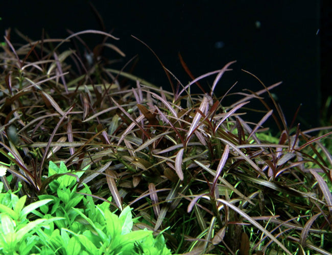 Hygrophila araguaia