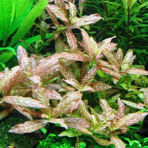 Hygrophila Rosanervis